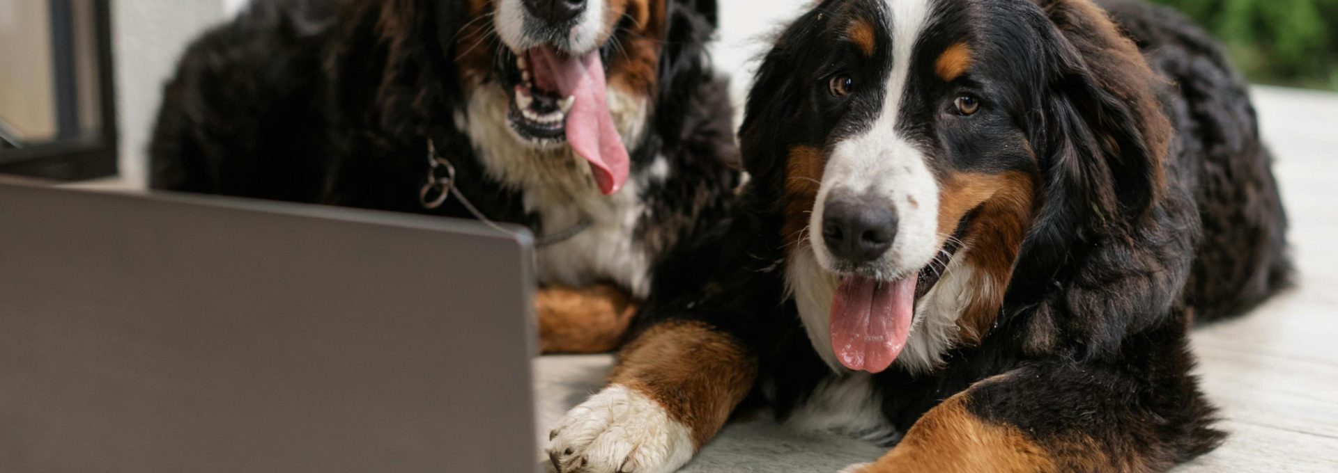 two bernese mountain dogs are sitting on the floor with a laptop at The VLux Trails