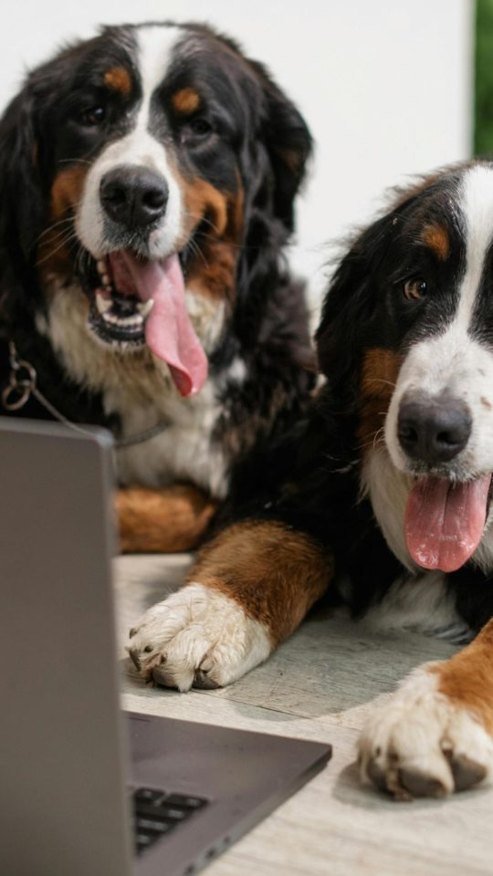 two bernese mountain dogs are sitting on the floor with a laptop at The VLux Trails